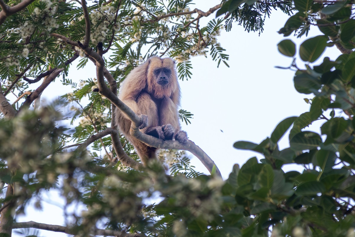 クロホエザル - ML645917263