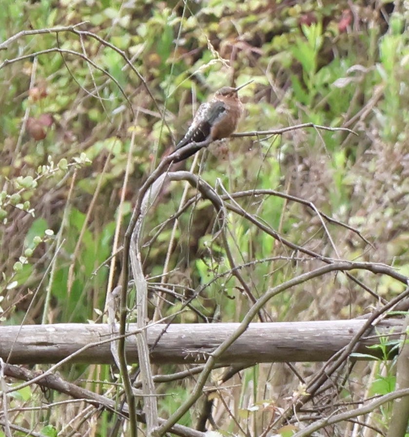 Giant Hummingbird - ML645917268