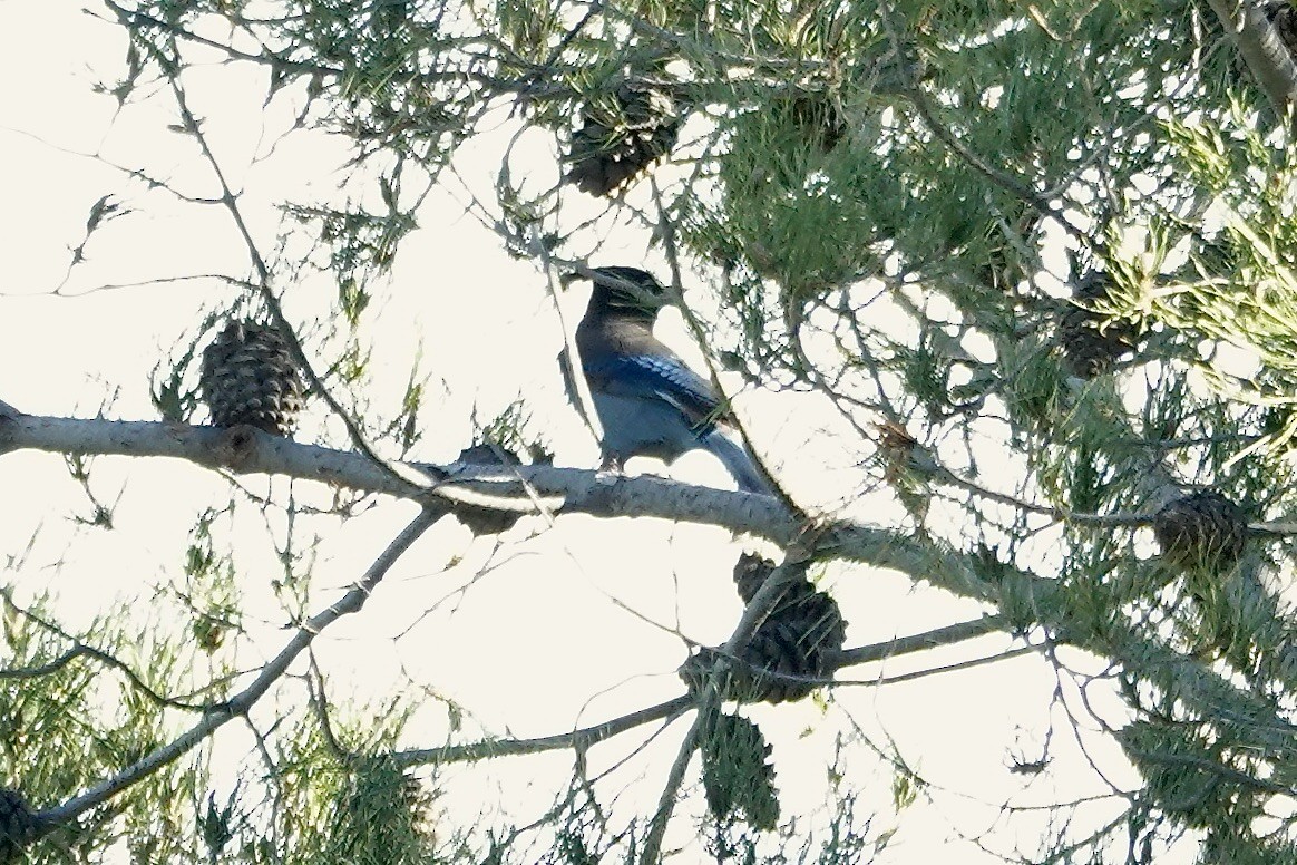 Chara de Steller - ML645917271