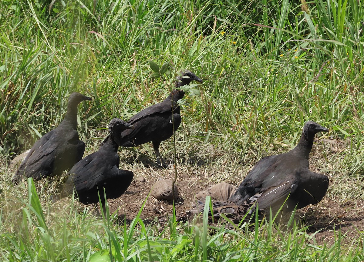 Катарта чорна - ML645917272