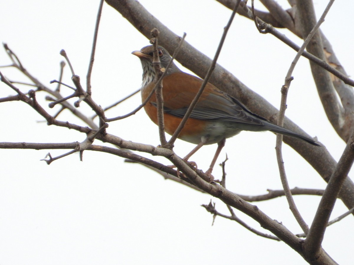 rusttrost - ML645917273