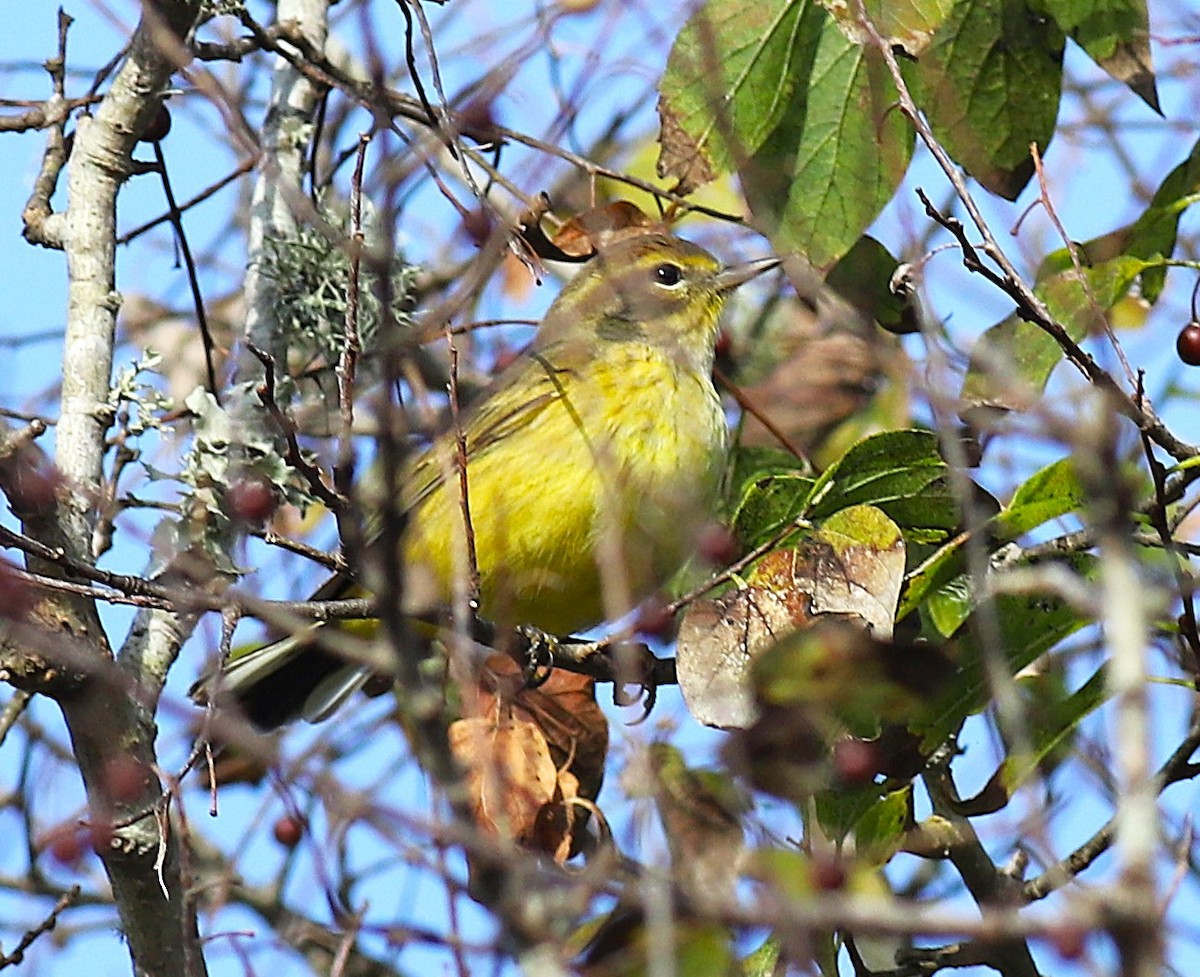 Palm Warbler - ML645917274