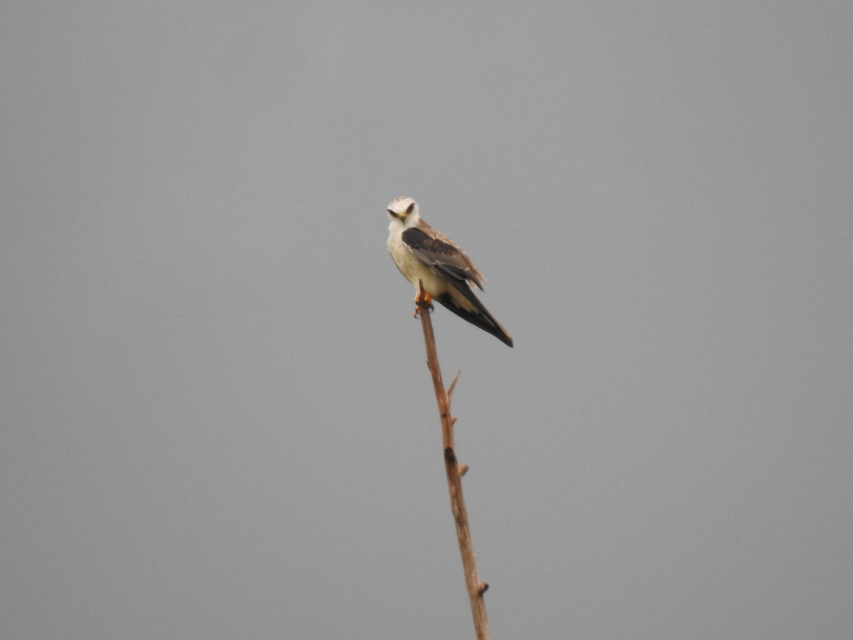 White-tailed Kite - ML645917278