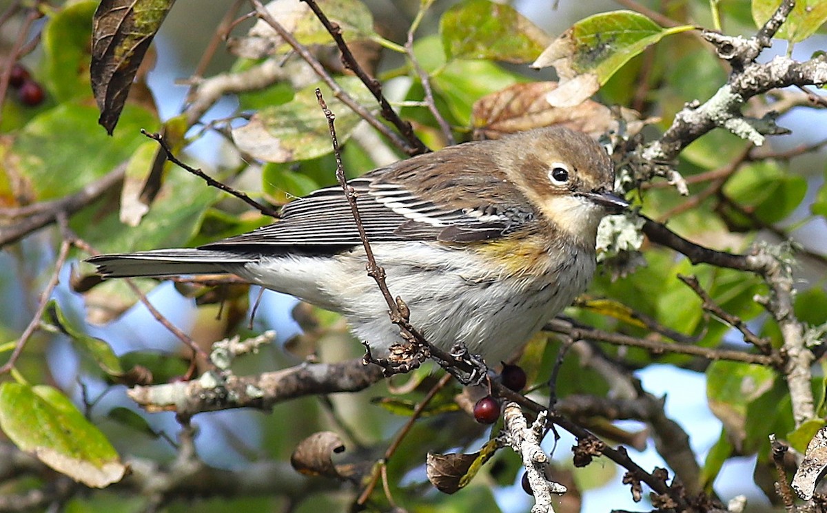 Yellow-rumped Warbler - ML645917281