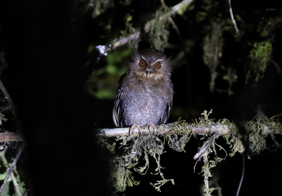 Perukauz - ML645917282