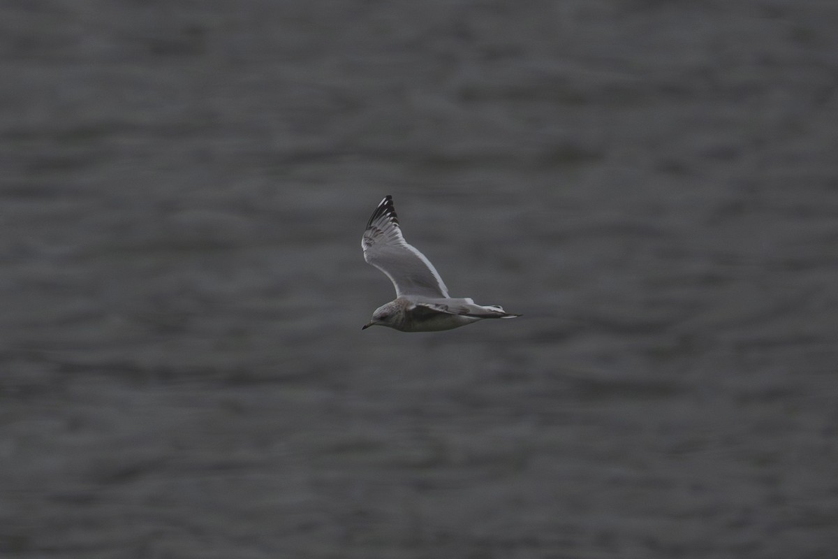 gull sp. - ML645917290