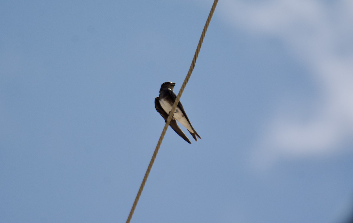 jiřička bělobřichá - ML645917292