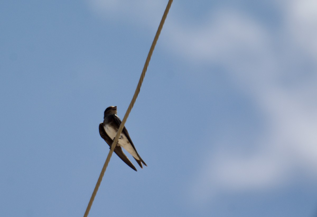 jiřička bělobřichá - ML645917293