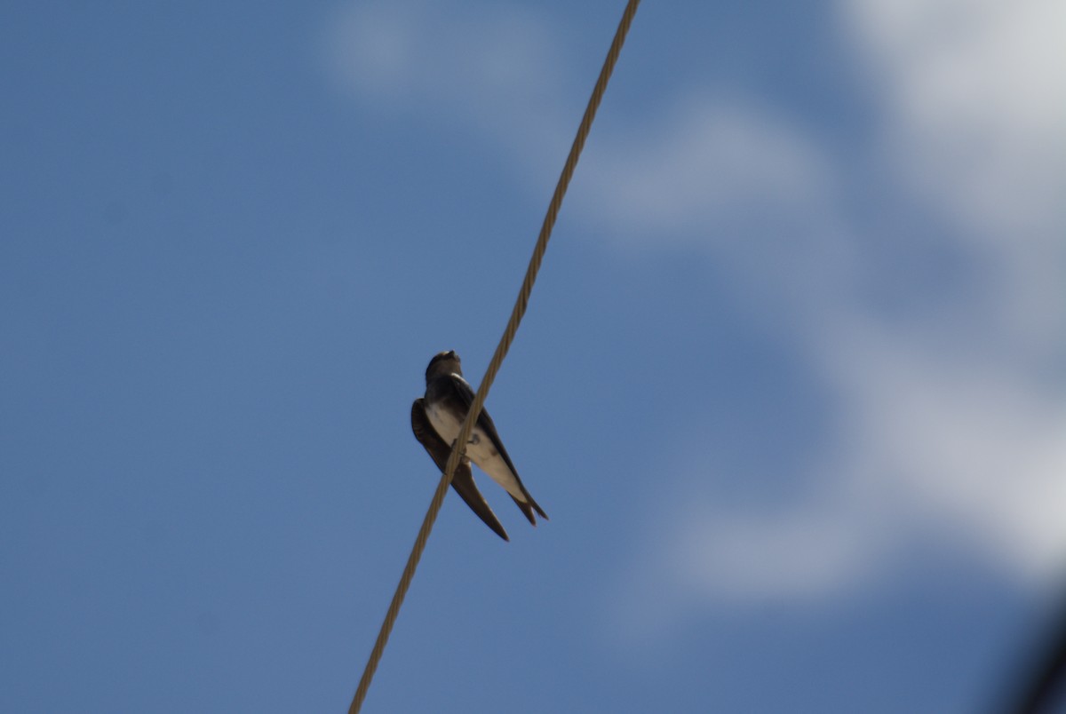 jiřička bělobřichá - ML645917294