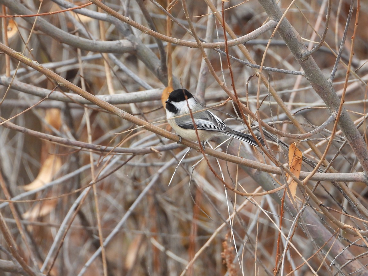 Black-capped Chickadee - ML645917295