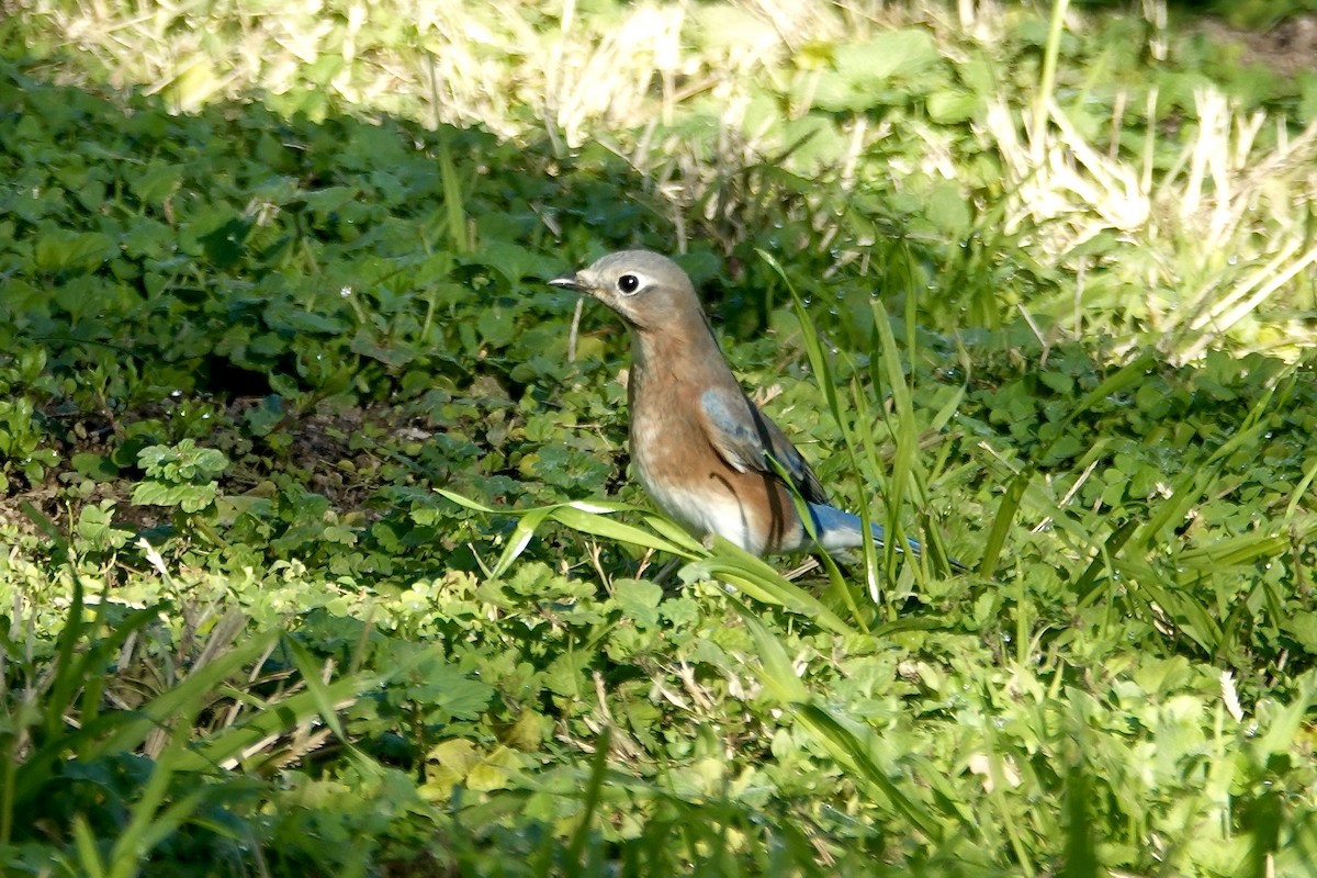 Eastern Bluebird - ML645917297