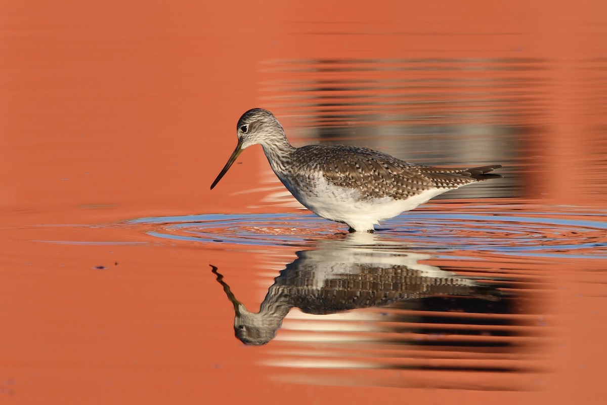 Greater Yellowlegs - ML645917298