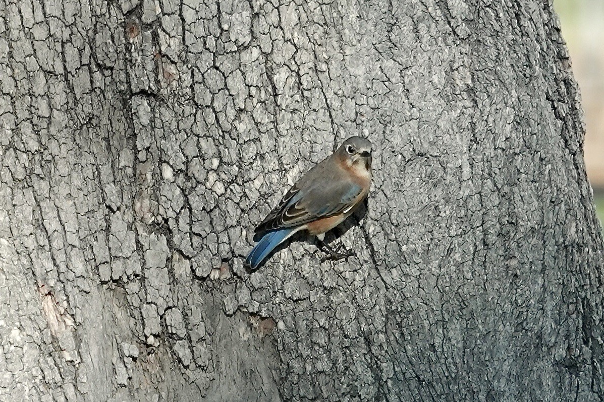 Eastern Bluebird - ML645917301