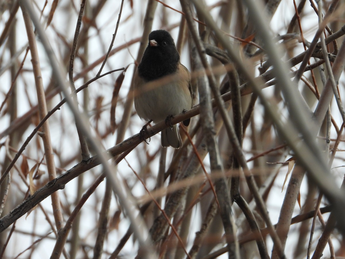 Dark-eyed Junco - ML645917302