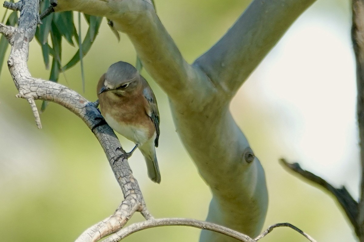 Eastern Bluebird - ML645917305