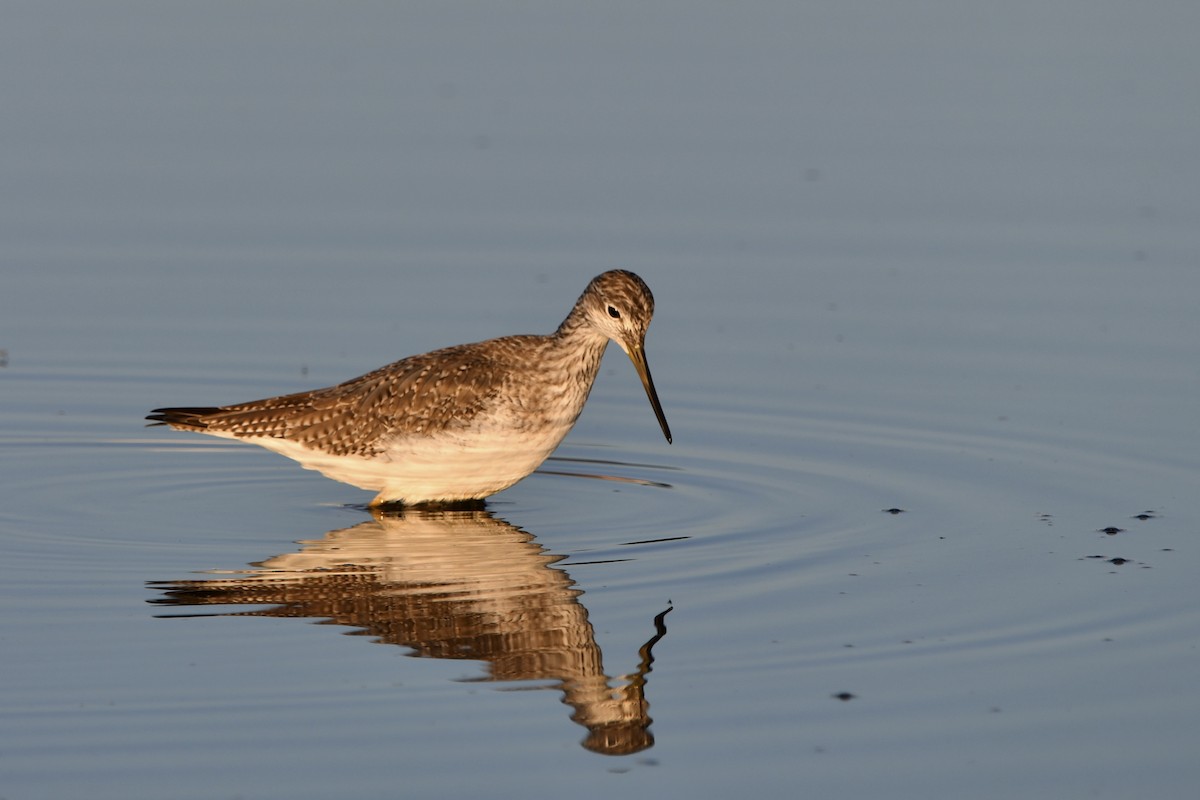 Greater Yellowlegs - ML645917306