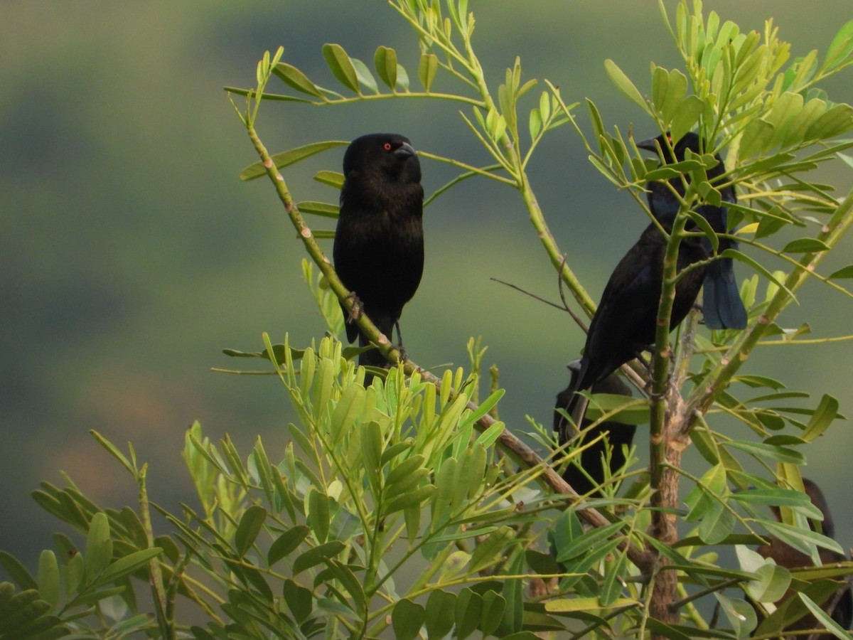 Красноглазый трупиал - ML645917308