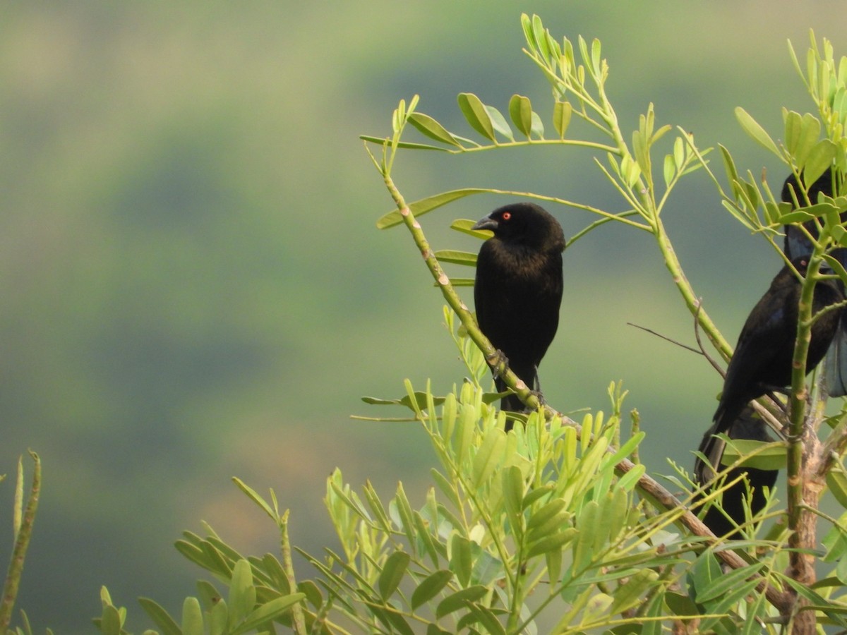 Красноглазый трупиал - ML645917309