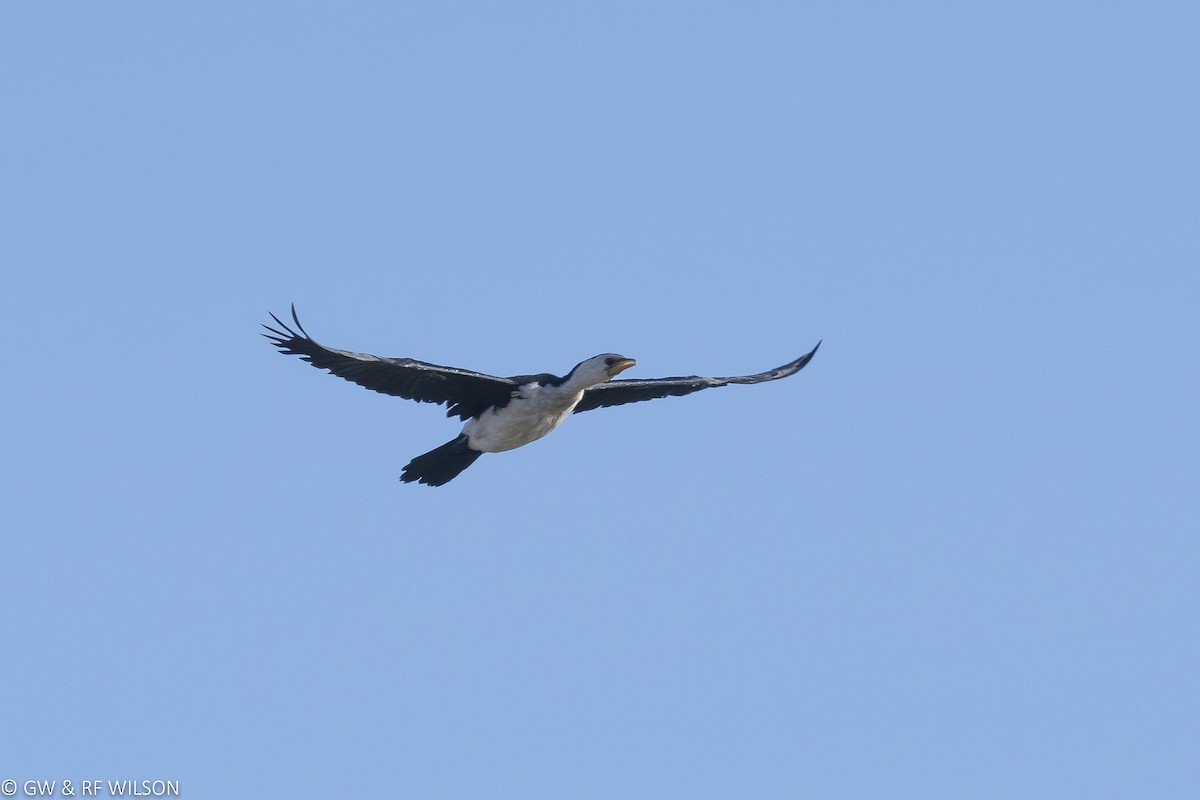 Little Pied Cormorant - ML64591731
