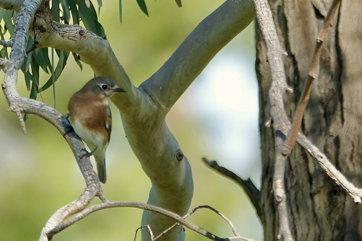 Eastern Bluebird - ML645917310