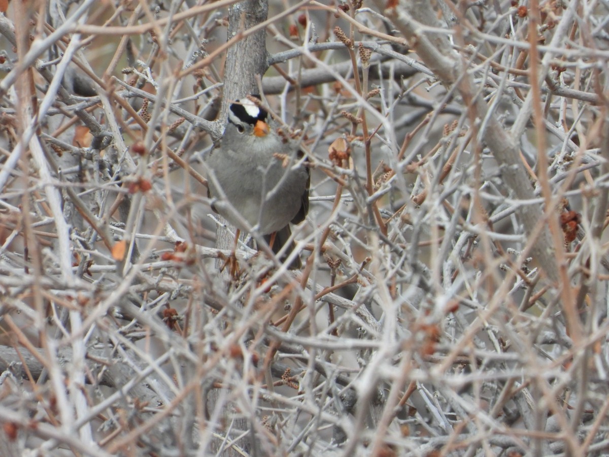 White-crowned Sparrow - ML645917312