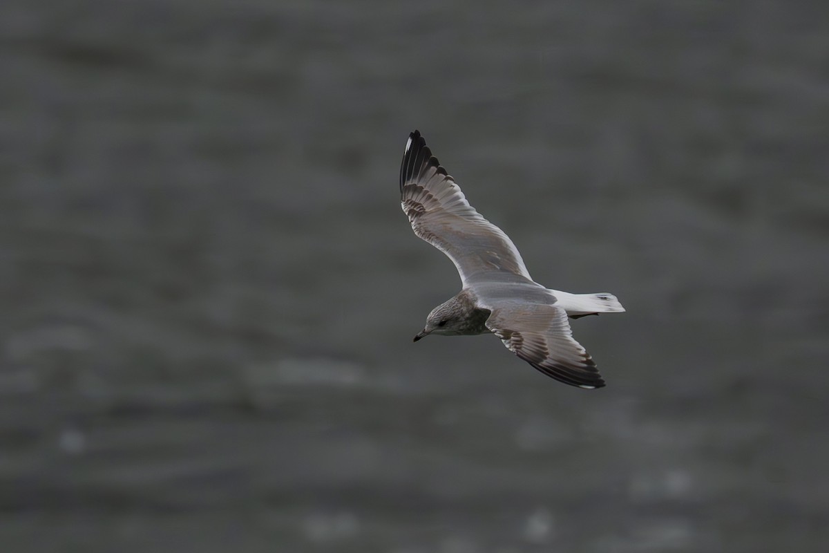 gull sp. - ML645917314