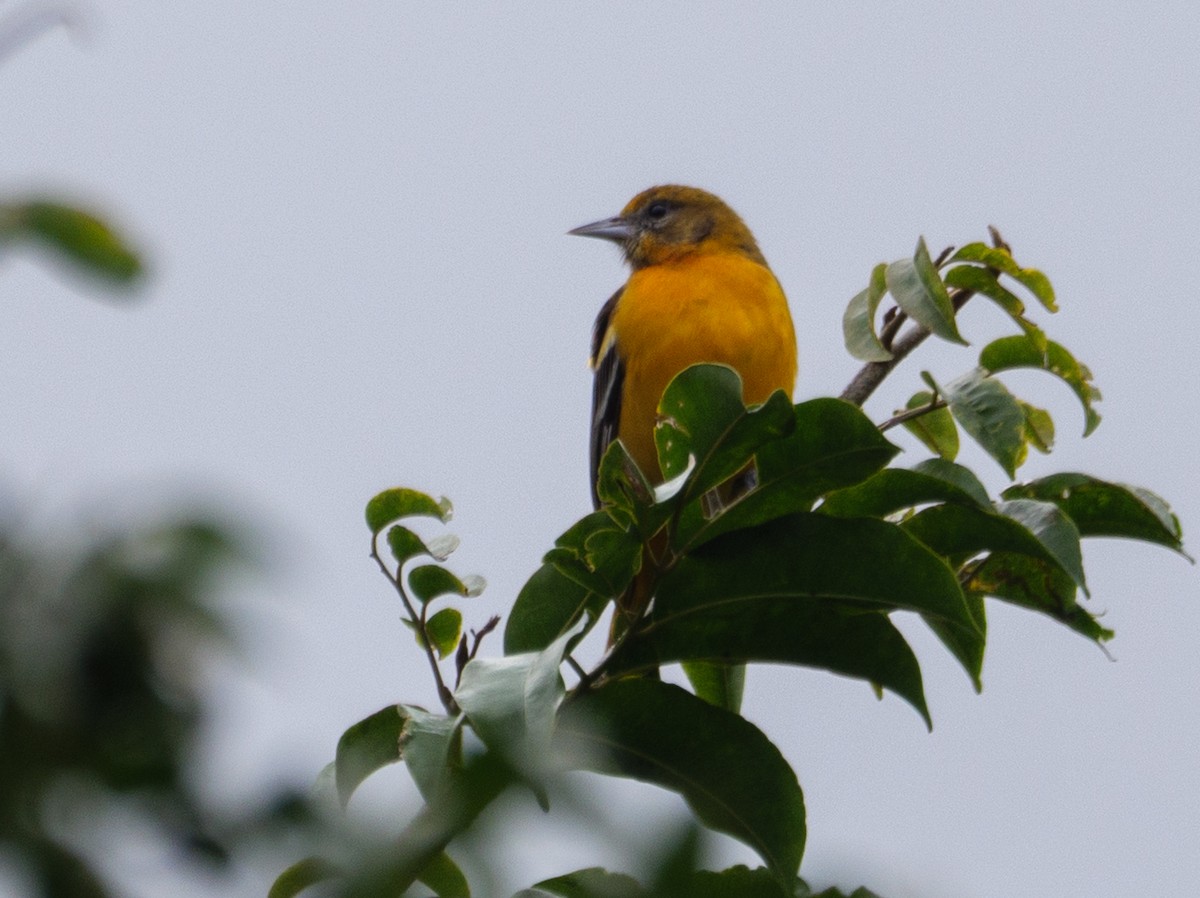 Балтиморский трупиал - ML645917320