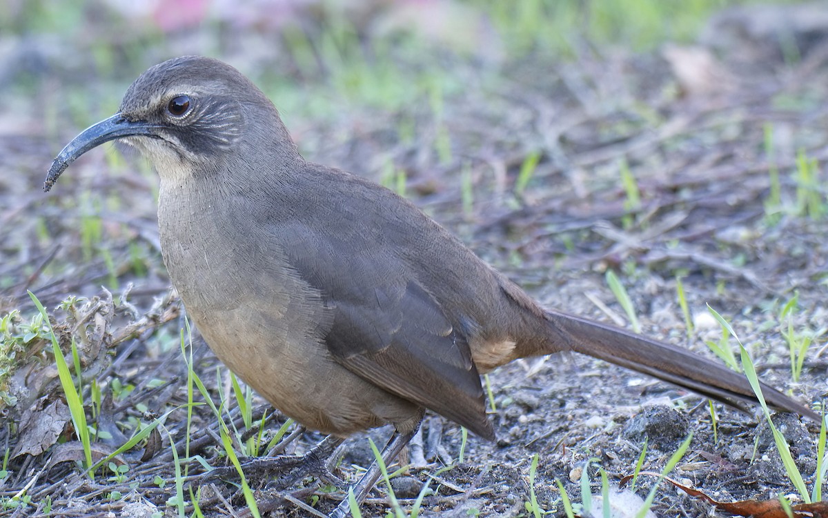Cuitlacoche Californiano - ML645917331