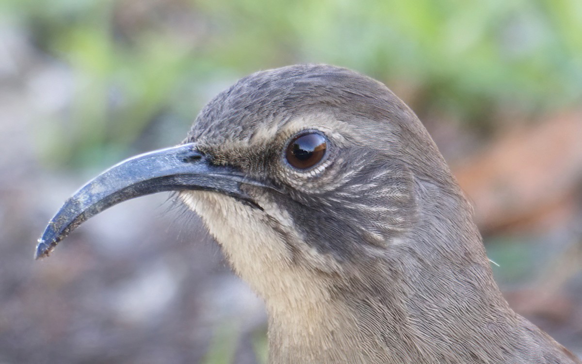 Cuitlacoche Californiano - ML645917335