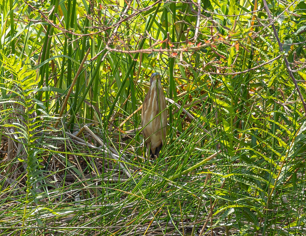 Least Bittern - ML645917345