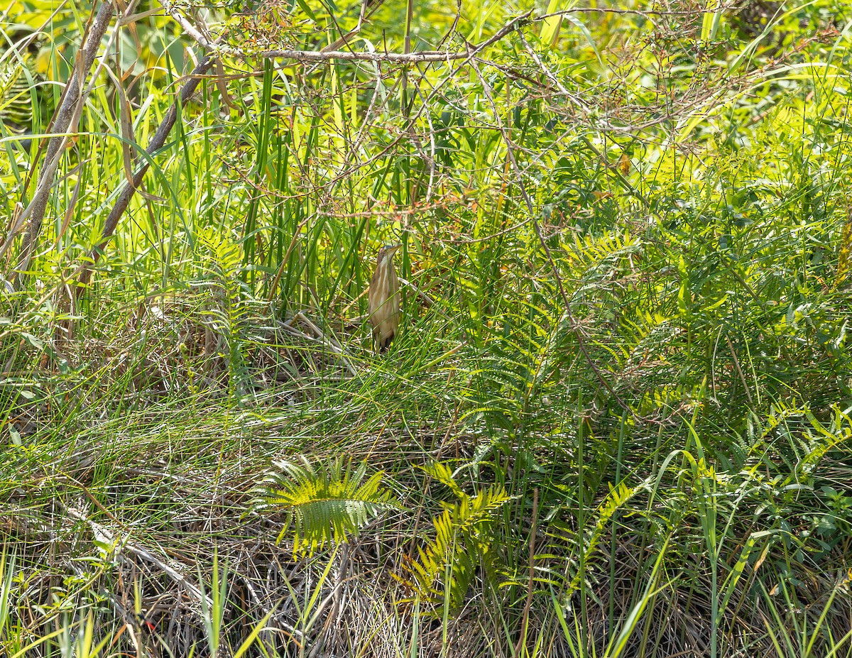 Least Bittern - ML645917346