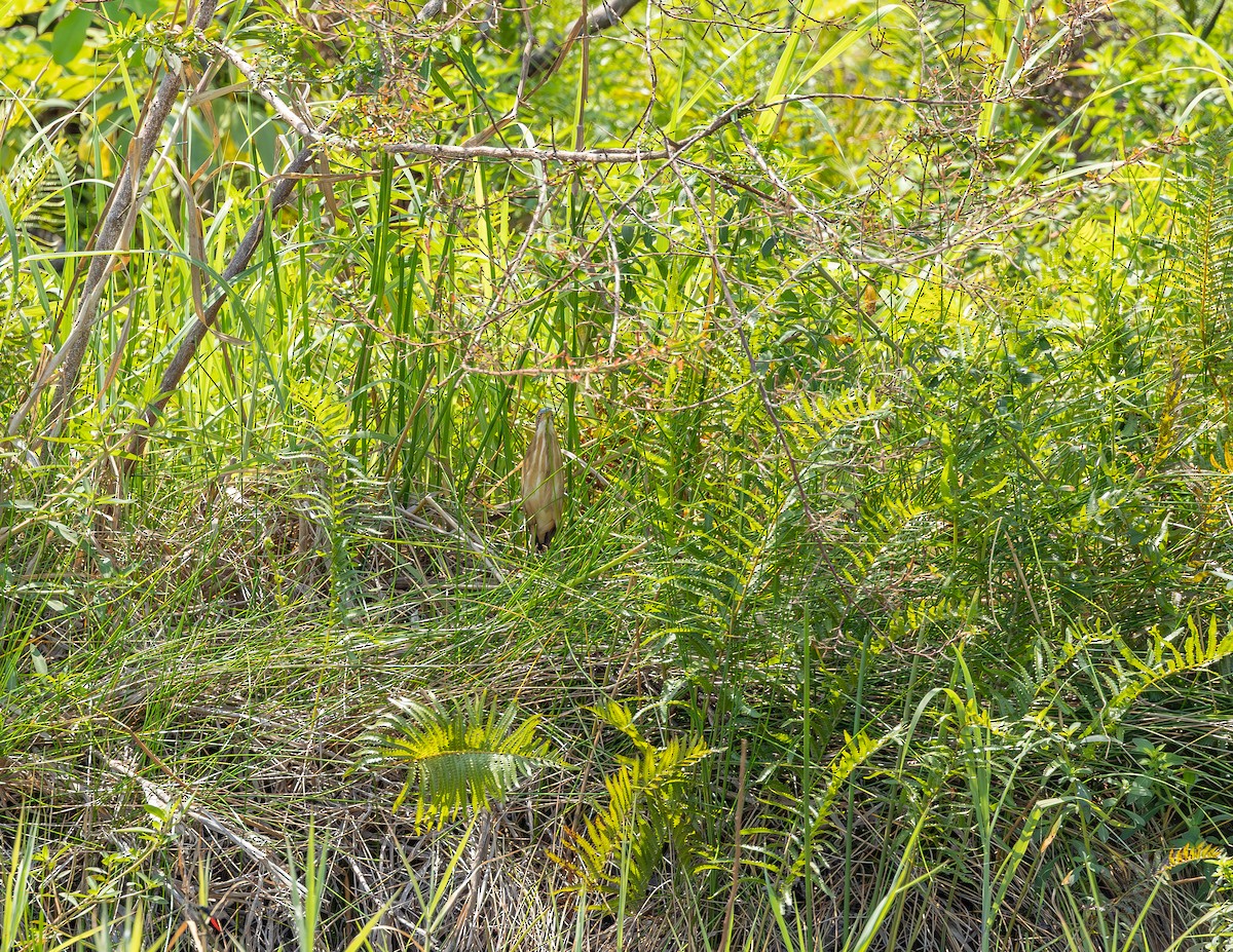 Least Bittern - ML645917347