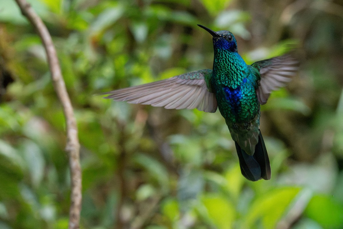 fiolørekolibri - ML645917349