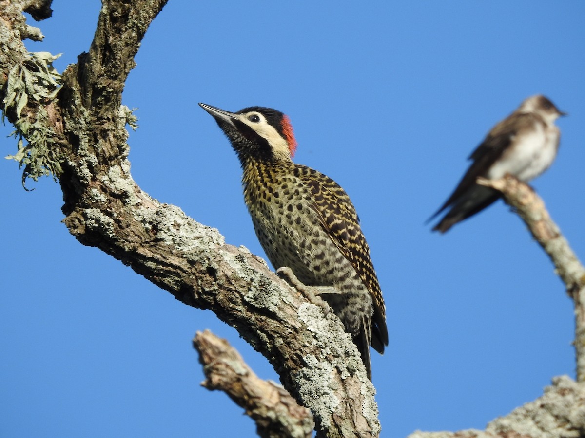 Черноусый дятел - ML645917354