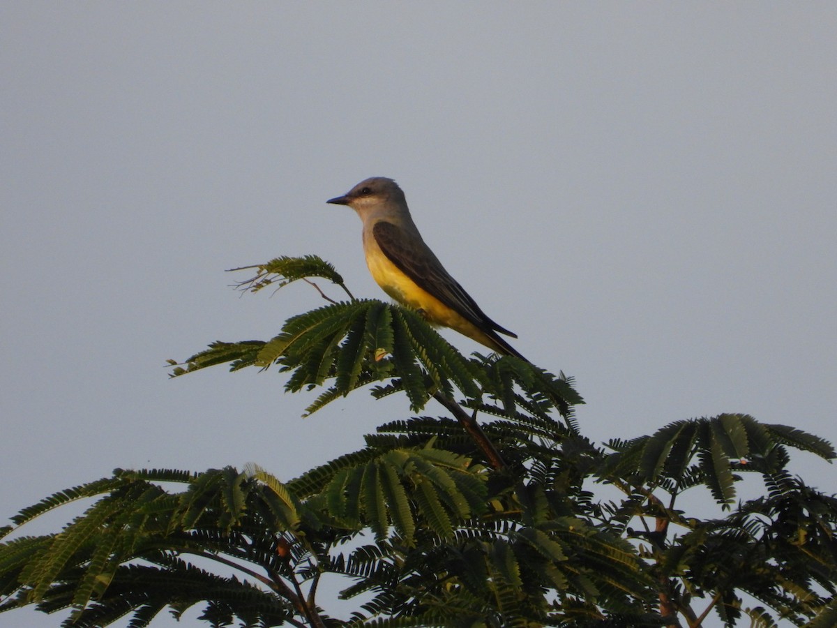 Western Kingbird - ML645917356