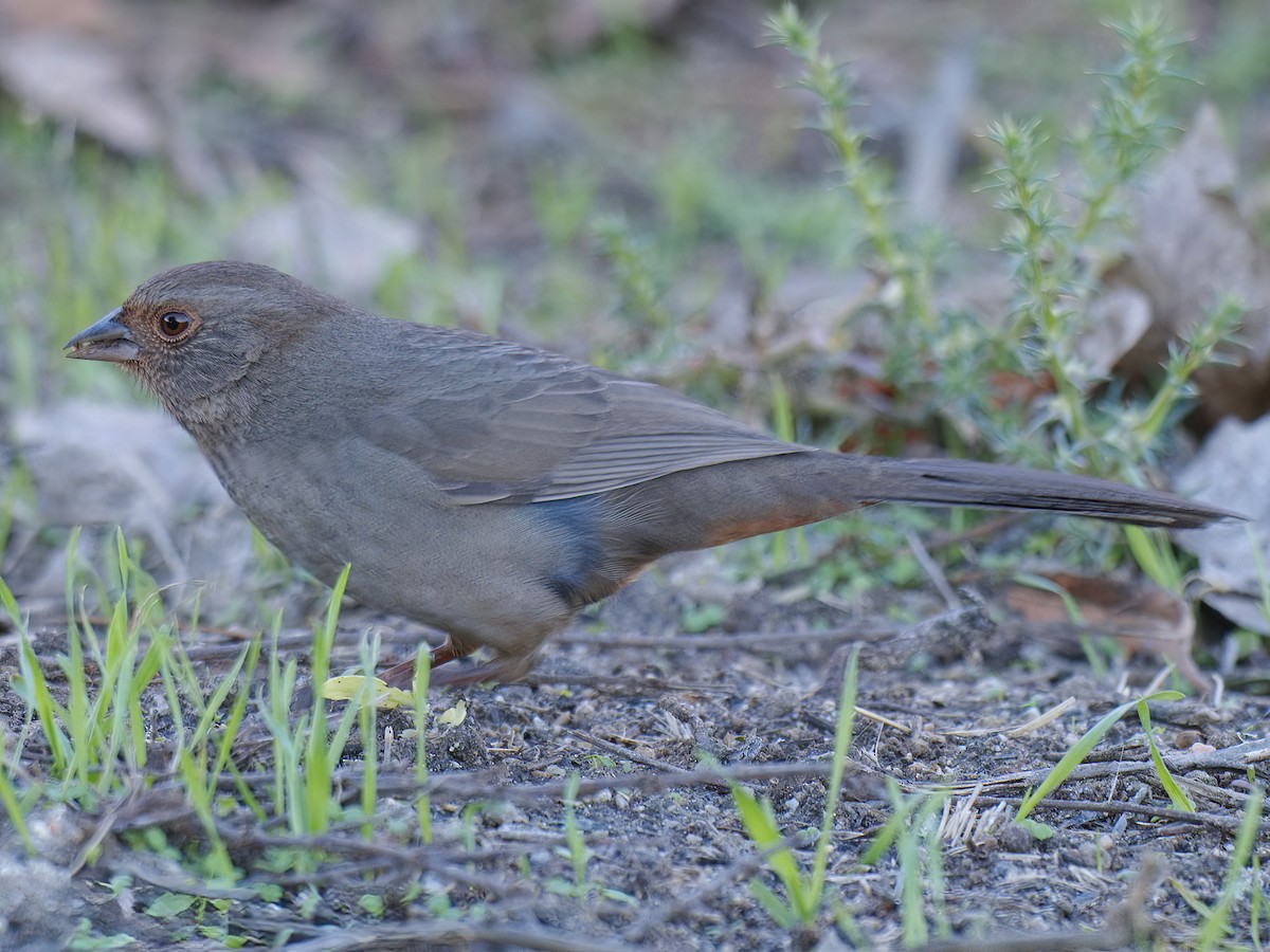 Toquí Californiano - ML645917357