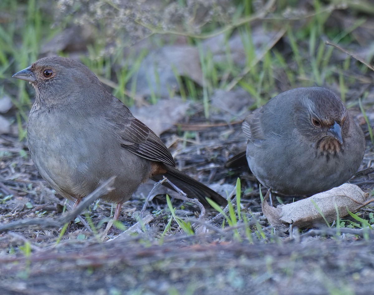 Toquí Californiano - ML645917360
