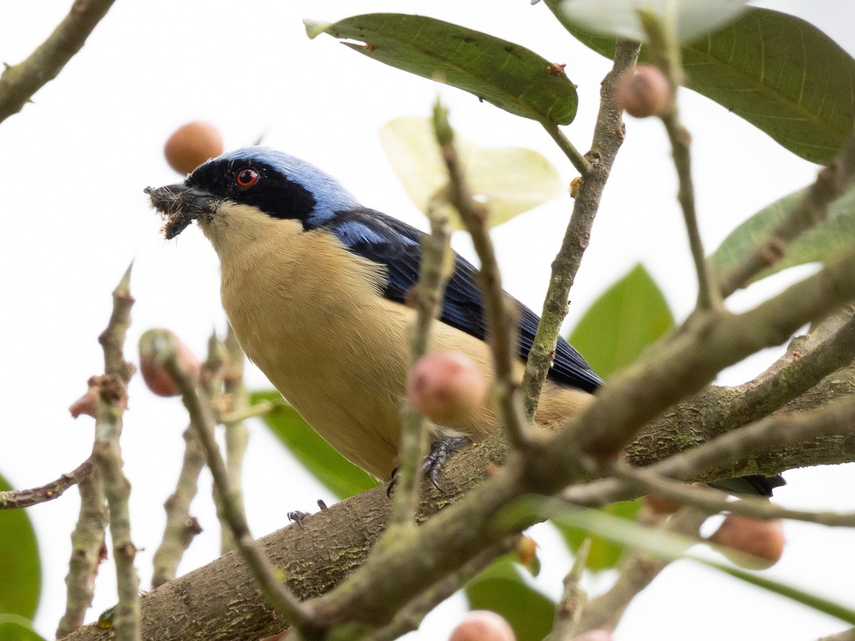 Fawn-breasted Tanager - ML645917362