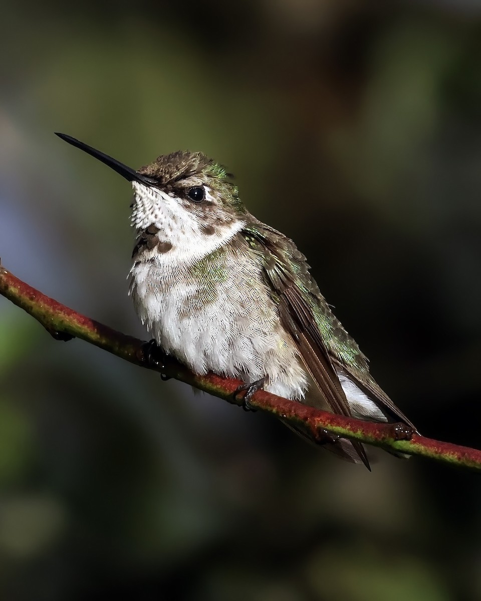 Ruby-throated Hummingbird - ML645917365