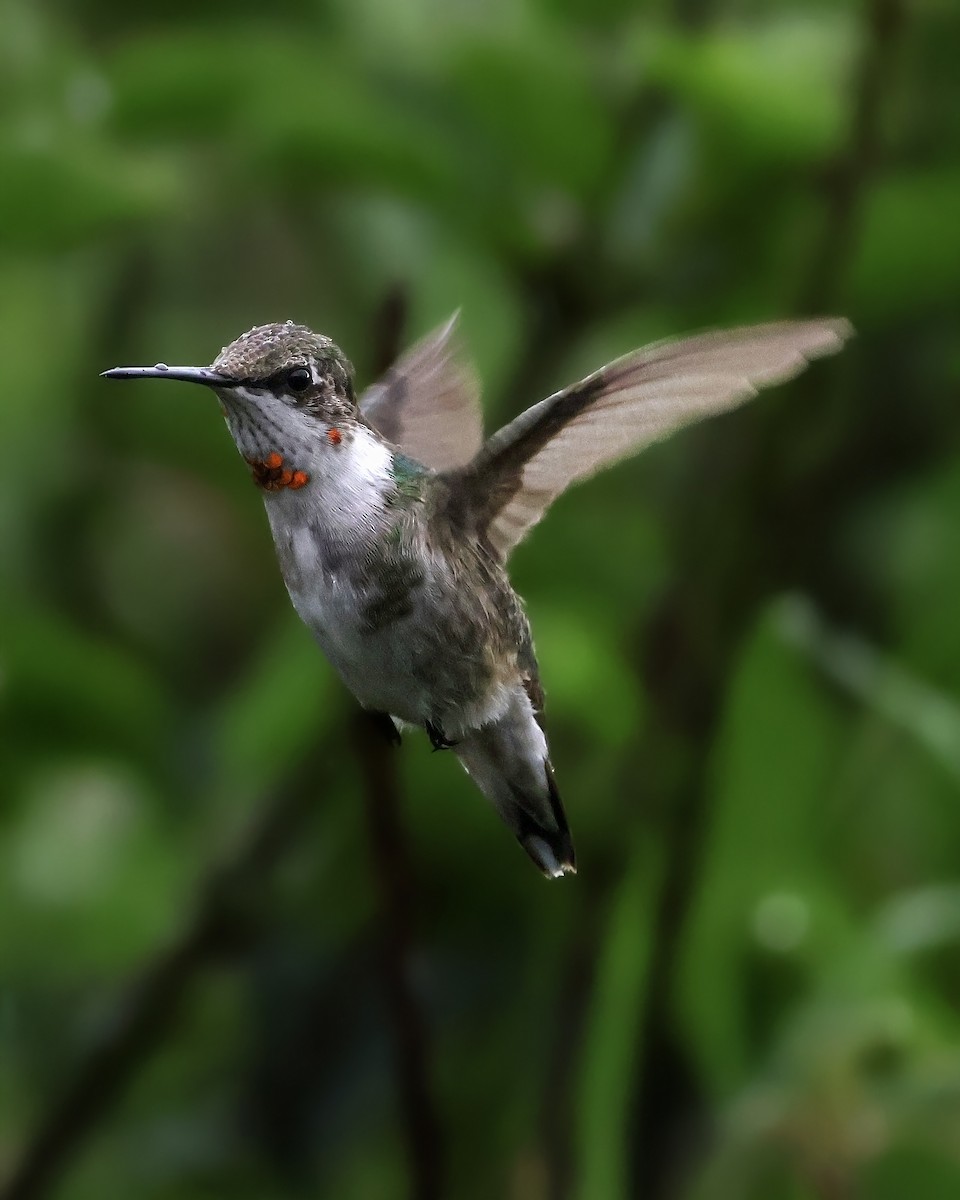 Ruby-throated Hummingbird - ML645917366