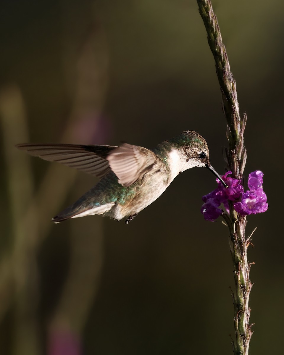 Ruby-throated Hummingbird - ML645917367