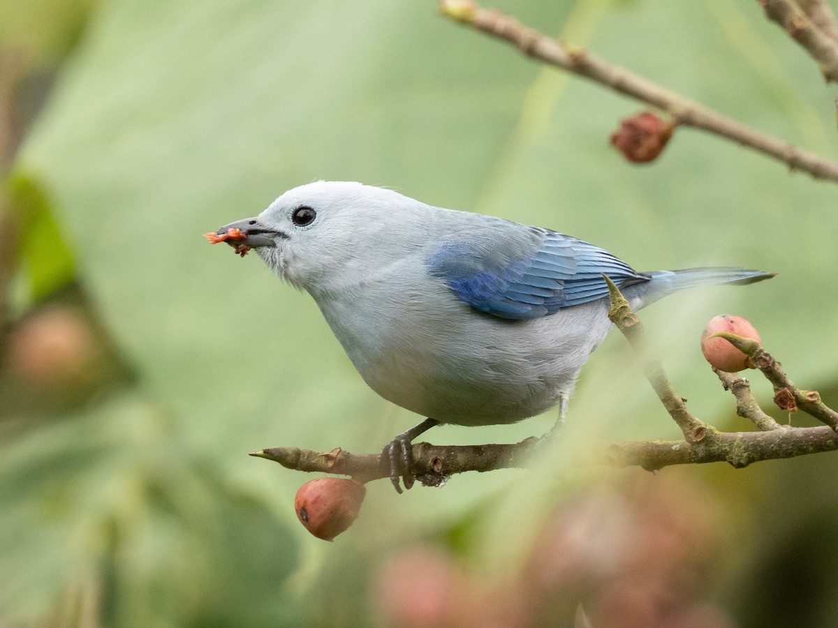 Blue-gray Tanager - ML645917368