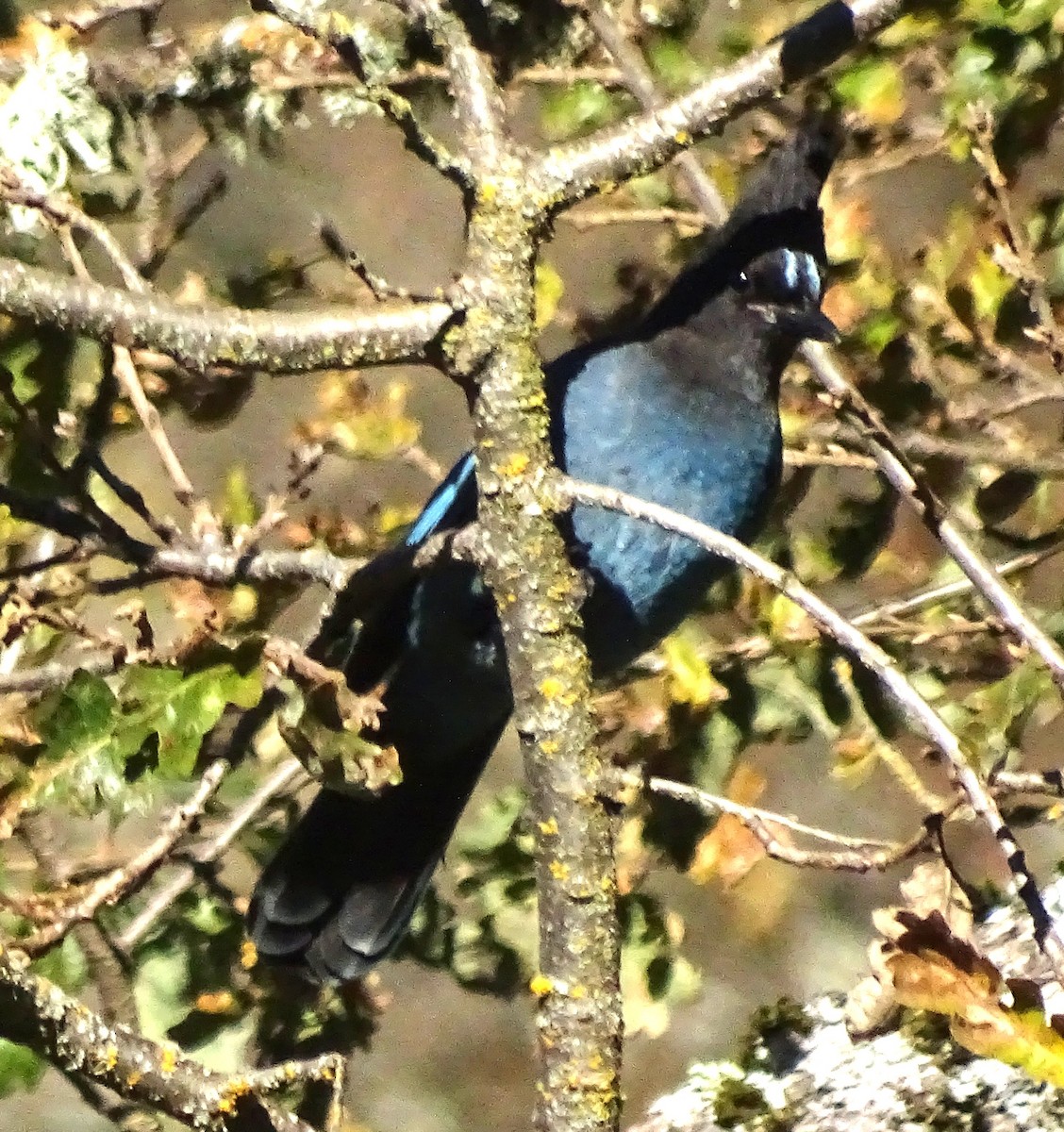 Chara de Steller - ML645917371