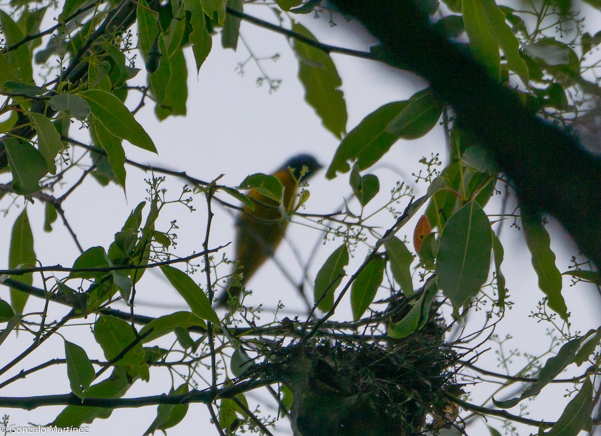 Golden-rumped Euphonia - ML645917374