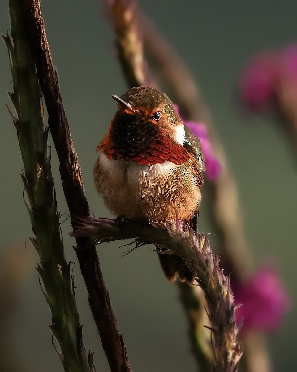 Volcano Hummingbird - ML645917375