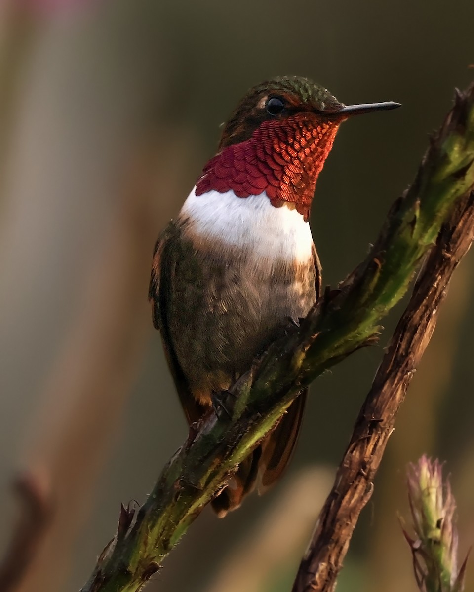 Volcano Hummingbird - ML645917376