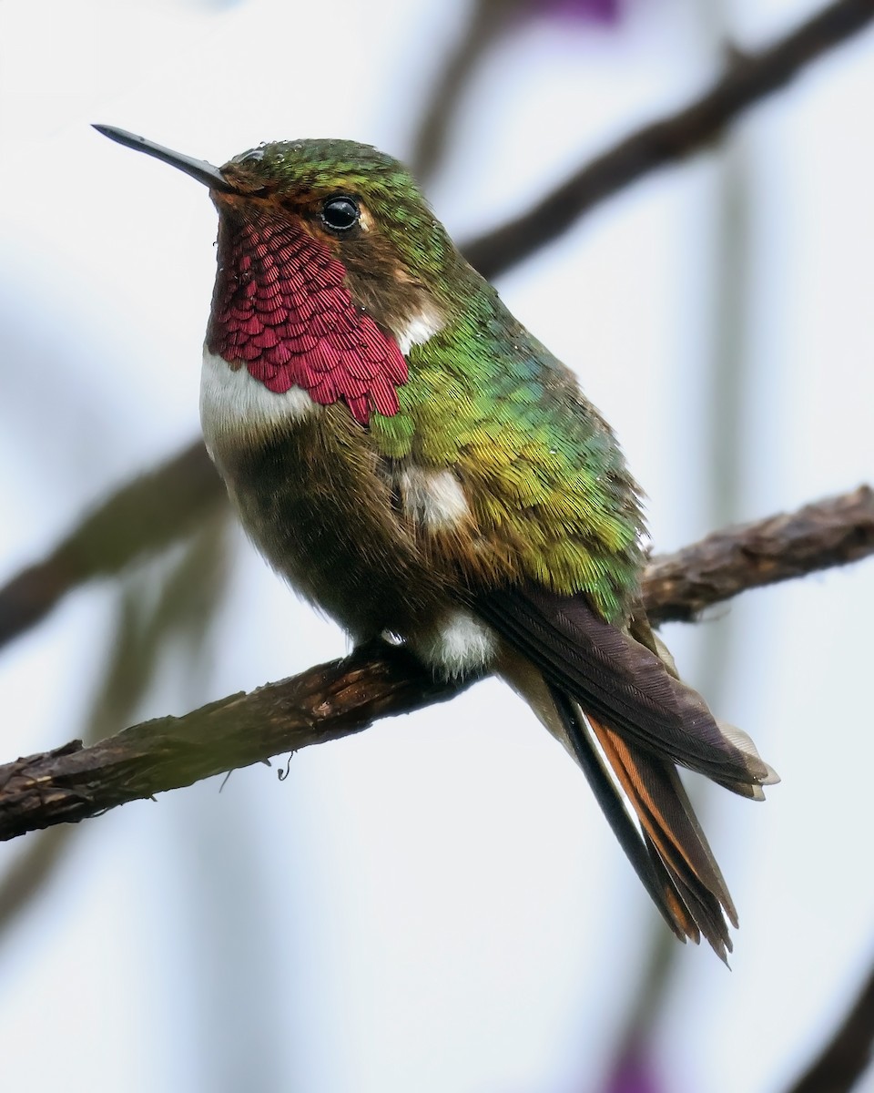 Volcano Hummingbird - ML645917377