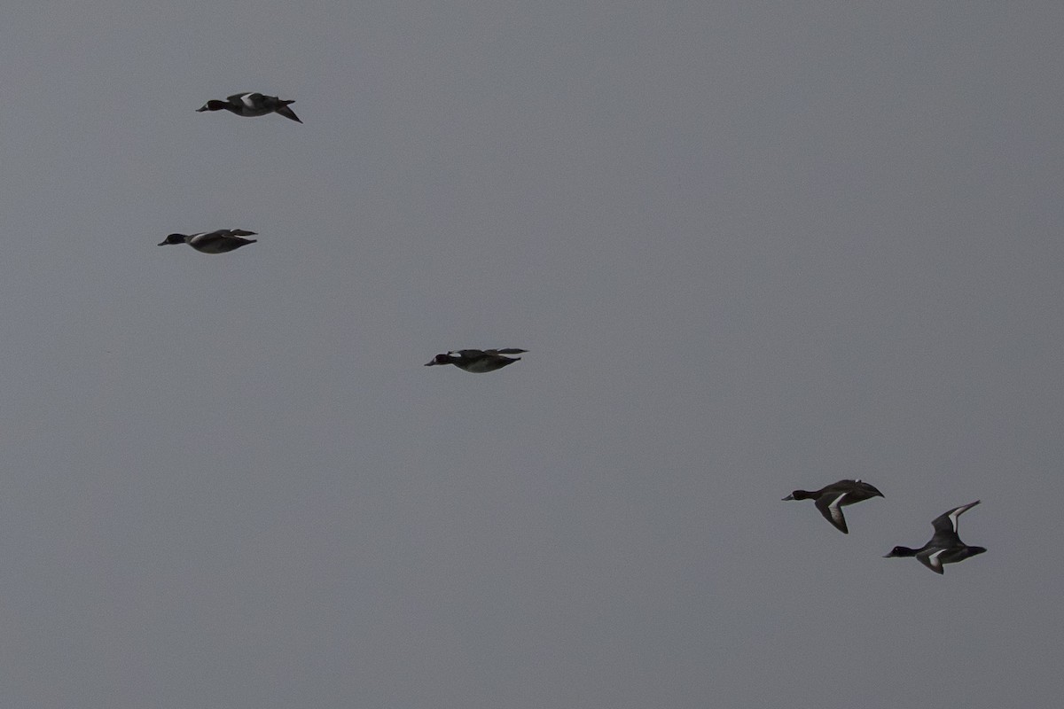 スズガモ - ML645917378