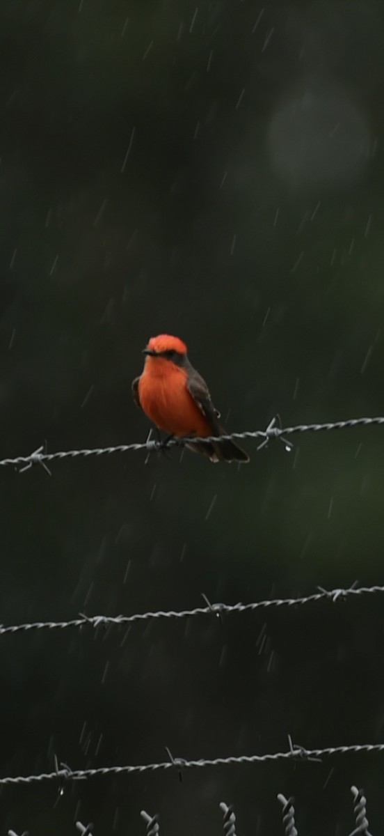Vermilion Flycatcher - ML645917379