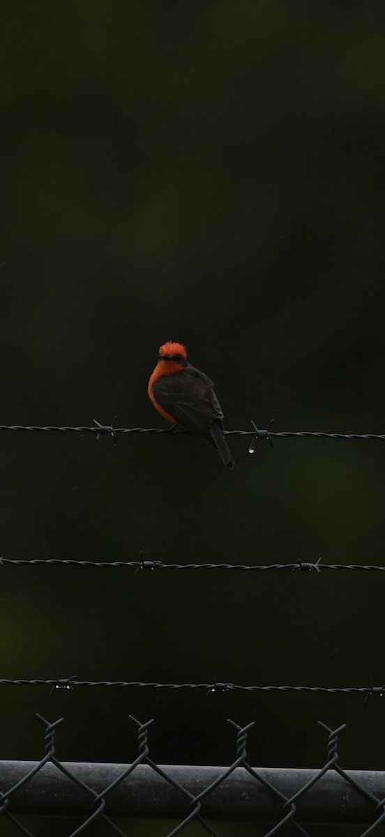 Vermilion Flycatcher - ML645917380